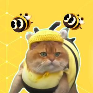 meme猫开心果头像