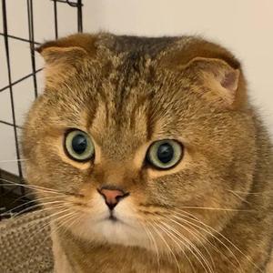 大脑袋呼头像