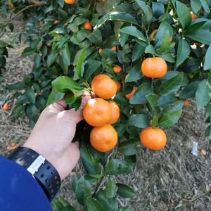 佰斯特农业头像