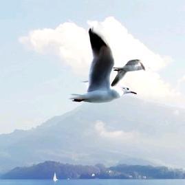 御风行头像