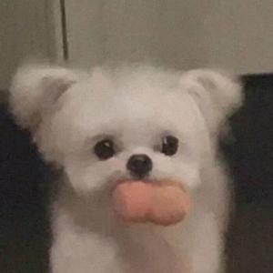 猫鼠炫迈头像