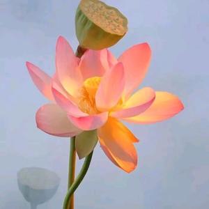 生命觉醒读书会之习习 头像