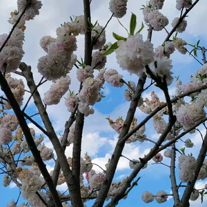 情怀小芳头像