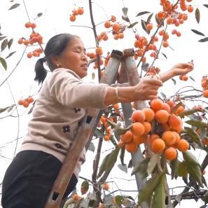 乡村萍婶头像