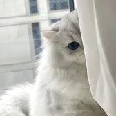 奶盖看视界头像