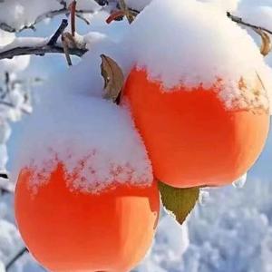 影视歌集装箱 头像