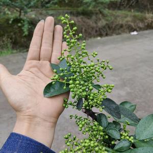 小项说花椒头像