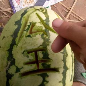 瓜王阿涛头像
