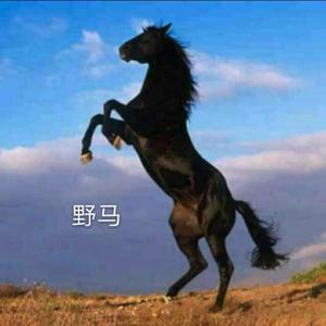 新疆野马大哥头像