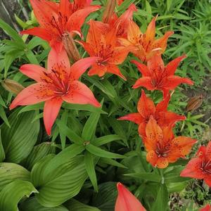 百合花开头像