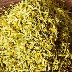 茶农张师傅头像