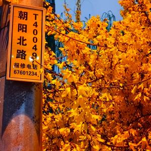 金枝玉叶头像
