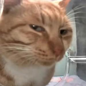 搞笑小黄哥头像