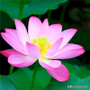 善缘行头像