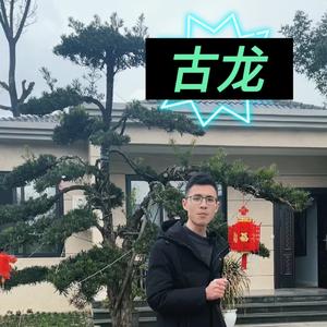 建造师在农村古龙头像