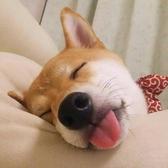 清风winss头像