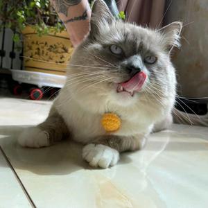 叫我十二头像