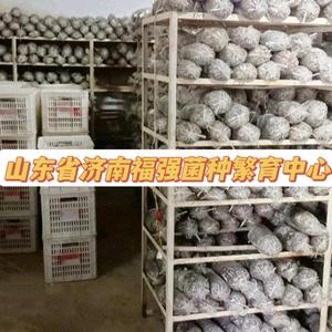 山东济南福强菌种繁育中心头像