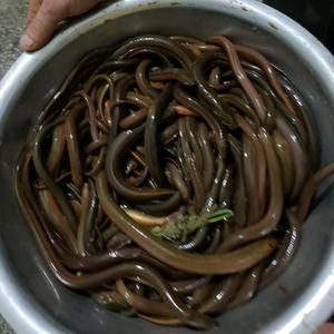 户外捉虫队头像