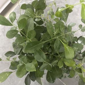 乘风破浪的冰淇淋头像