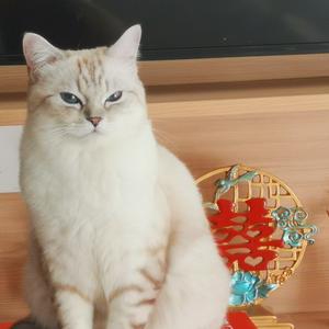 我有只猫叫⁽小¹⁰⁾头像