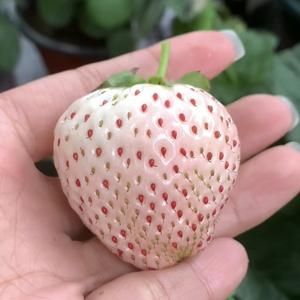 lina盆栽草莓头像