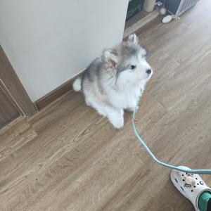 桃花儿头像