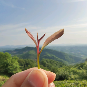 信阳毛尖头像