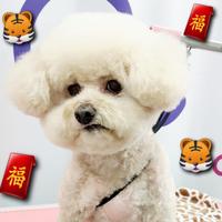 圓枱群姐姐头像