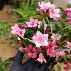 花心思花时间头像