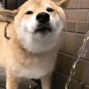 二狗子小胡头像