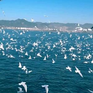 清新柳叶L头像