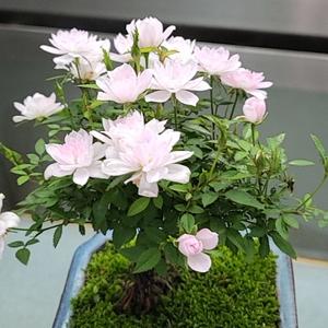 如花头像