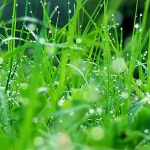 雨点带清风头像