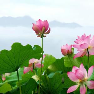 米粒rhm头像