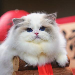 林俊杰家的仙女猫舍头像
