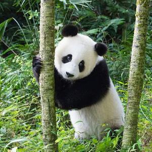 百家号自媒体多账号运营 头像