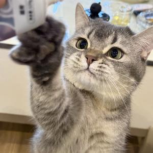 失眠吐司头像