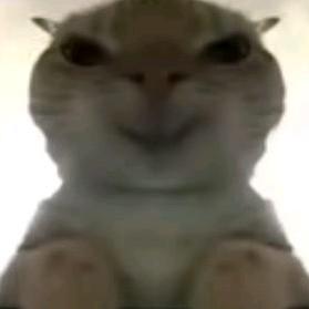 仁爱小猫头像