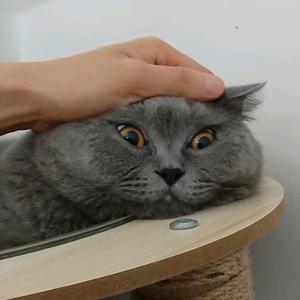 家里的猫头像