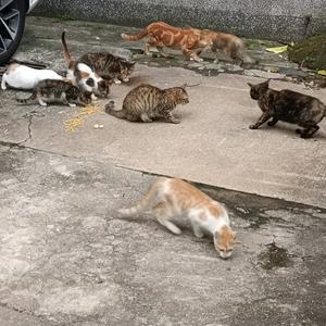 笑fei了头像