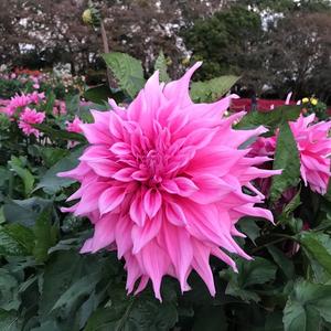 小花分享头像