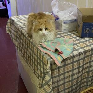 咪咪是馋猫头像