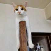 猫里个咪呀头像