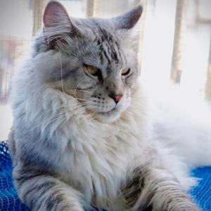 满趣缅因猫舍头像