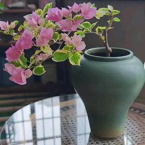 三角梅园丁日记头像