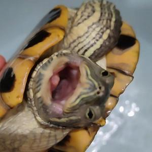 龟仙人头像