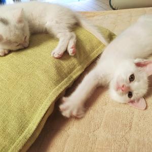 关姐和猫猫咖啡可乐的趣生活头像