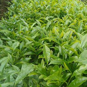 振交茶行头像