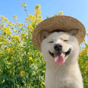 再赴春山头像